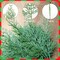 40PCS Evergreen Fake Pine Needles Picks (Green) 12"D x 0.1"W x 3"H